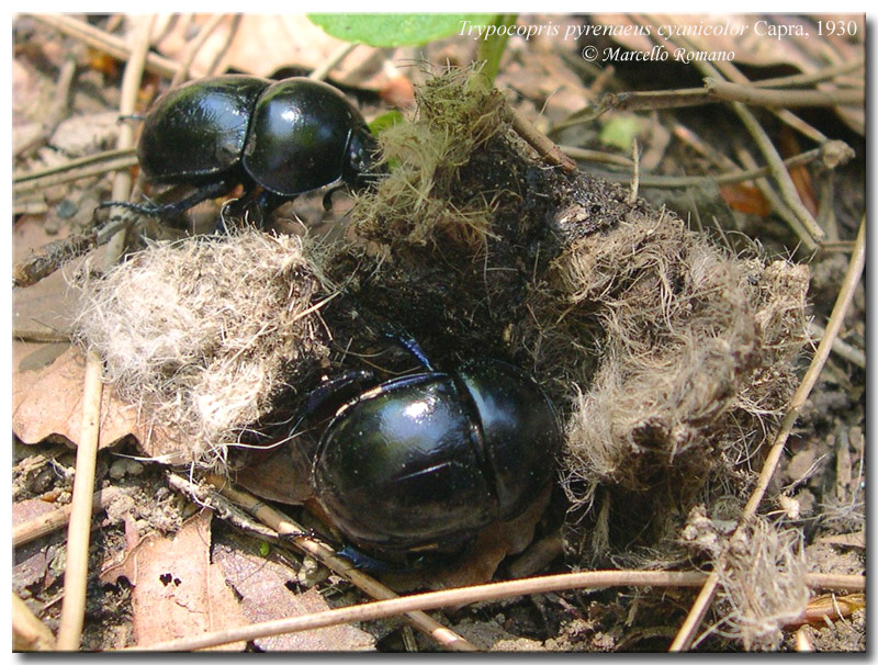 Non c'' due (Geotrupidae) senza tre: Trypocopris pyraeneus